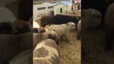 Malé Kozy Chmel na vrcholu ovce