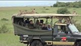 Cheetah скача в превозното средство Safari – Масай Мара – Кения