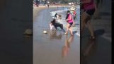 Honden die op het strand Fail