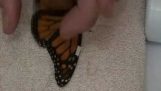 Πως να επισκευάσεις τα φτερά μιας πεταλούδας