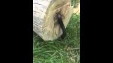 Guy znižuje strom, ale tam je had vo vnútri