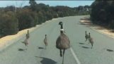 ครอบครัวตัวเองที่วิ่งบนถนน