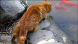 猫が魚を捕まえる