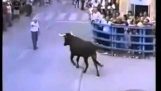 Un toro reconoce el hombre que les dio de comer