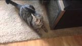 Γάτα εξαγριώνεται με τη μυρωδιά μια αδέσποτης γάτας στην ιδιοκτήτριά της