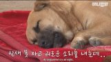 chien victime de mauvais pleurer dans son sommeil