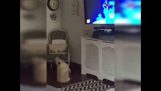Ένας σκύλος χορεύει μπροστά από την τηλεόραση