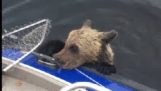 Russo pescatori di soccorso due orsi in acqua