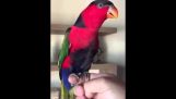 En papegøye imiterer i takt med telefonen