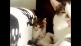 En kattunge etterligner moren