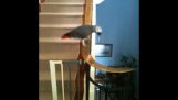 Ο παπαγάλος κατεβαίνει τις σκάλες