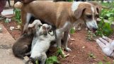 하수구에 갇힌 강아지, 그들의 어머니에게 돌아가다