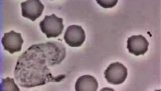 White blood cell jaagt een bacterie