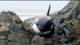 Η διάσωση μιας φάλαινας Όρκα που κόλλησε στα βράχια