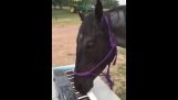 En hest solarei på keyboard