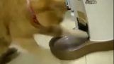 Cat goes insane when automatic feeder set on a timer is turned on