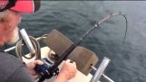 Haj stjæler fisk off Fishermans linje