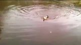 Dog rescues a drowning cat