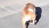 Bir kaykay binmek için öğrenme İngilizce bulldog