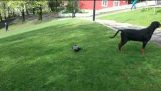 O corvo atacou um cão