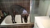 Dogue Allemand aime son heure du bain