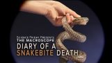 Дневник смерти укус ядовитой змеи