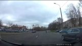 Cigognes se battre sur la route à Minsk