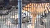 Опрыскивают тигра