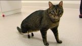 满足配备非常罕见的假腿的猫 ISU 兽医