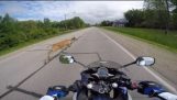 Motocykel hity jeleň! CRASH