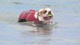 Nager avec un gilet de sauvetage Bulldog anglais