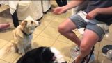 Magic dog trick