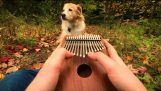 Can’t Help Falling In Love on a Kalimba