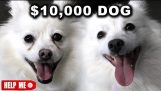 כלב בבית 10,000 $ vs כלב בבית 1 $