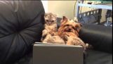 Cat and Dog Netflix and Chill