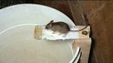 Costruire una trappola per topi migliore, utilizzo di video sorveglianza