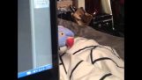 А папагал играе Peek-A-Boo зад лаптоп