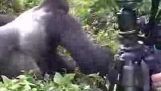 Gorilla drar ranger