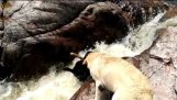 A dog saves his buddy in a waterfall