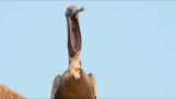 Actul infioratoare yawning Pelicani