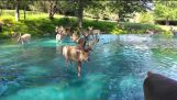 Magical scenery – Bucks in the water