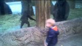 Pojke leker kurragömma med Baby Gorilla