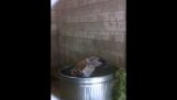 Η ύαινα κάνει ένα δροσιστικό μπάνιο