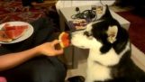 Husky Eating Watermelon