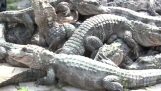 Dusinvis av utgitte alligatorer i en park