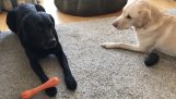 Két kutya izgalmas versenyen