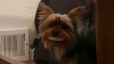 Um cachorro com dentes maravilhosos