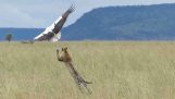 leopar karşı Stork