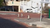 Three penguins take a walk in the city