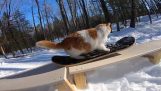 एक बिल्ली स्नोबोर्डिंग है